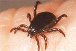 Brown Dog Tick